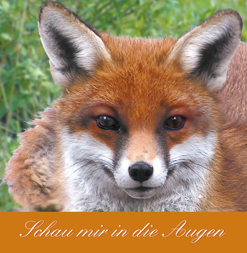 Buch „Schau mir in die Augen“