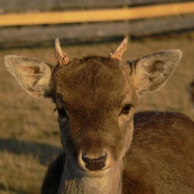 Spenden für die Tiere