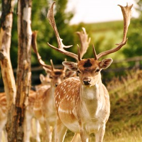 Spenden für die Tiere
