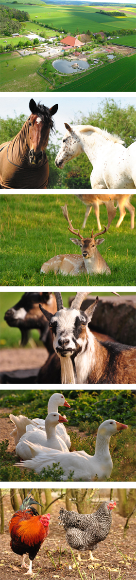 Tiere